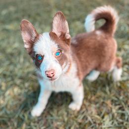 Pumpernickel - Merle male Pomsky puppy in Cleveland, Ohio from Lake Point Pomskies