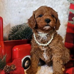 Cavapoo puppies from Puppyloversplace
