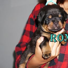 Pomsky, Rottweiler, Shetland Sheepdog, and Toy Shetland Sheepdog Puppies from Mountain High Kennels