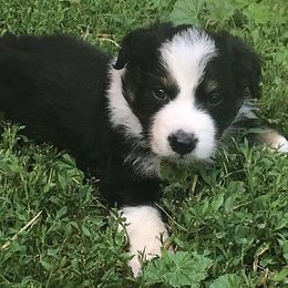 Australian Shepherd Puppies from Auspicious Australian Shepherds