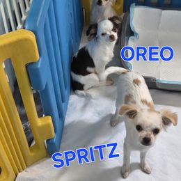 Chihuahua Puppies from CristinaXio Chihuahuas