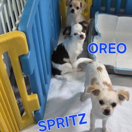 Chihuahua Puppies from CristinaXio Chihuahuas