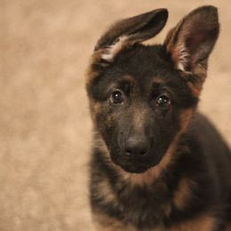 German Shepherd Puppies from Vom Musselman