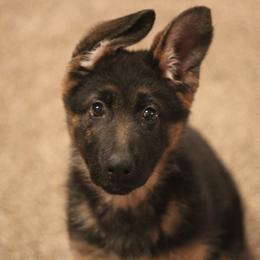 German Shepherd Puppies from Vom Musselman