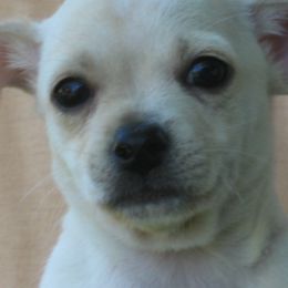 Chihuahuas from Chi-Pac Chihuahuas