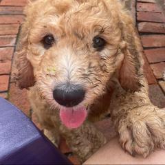 Saint Berdoodle Puppies from R & C's for the Love of Doodles
