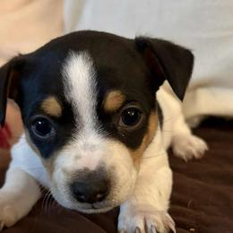 Q - Black and white male Teddy Roosevelt Terrier puppy in Twin Falls, Idaho from Margo Lauritsen