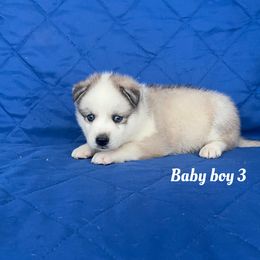 Baby boy 3 - Sable and white male Siberian Husky puppy in Ocala, Florida from Florida Husky Puppies