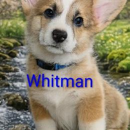 Whitman - Red male Pembroke Welsh Corgi puppy in Berkeley Springs, West Virginia from Hummingbird Farm