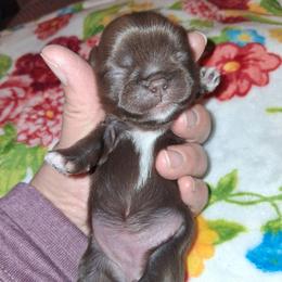 Hershey Kiss - Chocolate female Shih Tzu puppy in Memphis, Tennessee from Lady and the Tramp