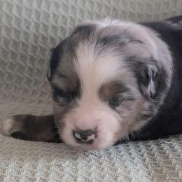Onyx - Blue merle male Miniature Australian Shepherd puppy in Crockett, Texas from Pleasant Grove Aussies