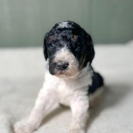 Fabian - Tri-color male Bernedoodle puppy in Osage City, Kansas from Golden Ridge Goldens