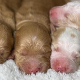 Red M 2 - Red  male Goldendoodle puppy in Belgreen, Alabama from Scott’s Farm Poodles and Doodles
