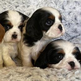 Cavalier King Charles Spaniels from Kelton Cavaliers