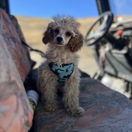 Assorted Doodle Crosses and Poodle Puppies from Denim and Diamond Doodles