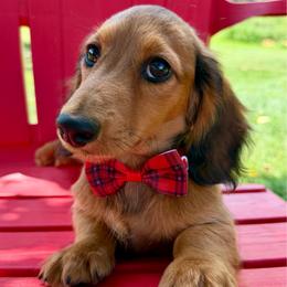 Gucci - Red male Dachshund puppy in Michigan from Hidden Haven Dachshunds