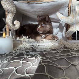 Triton - Brown and white male Siberian Husky puppy in Lodi, California from Wolves with Amor
