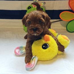 Julia - Red female Cavapoo puppy in Dallas, Texas from Halo's Heroes Doodles