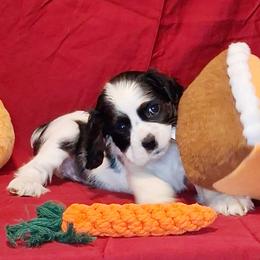 Martha - Black and white female Cocker Spaniel puppy in Crossville, Tennessee from Timber Sunrise Cockers