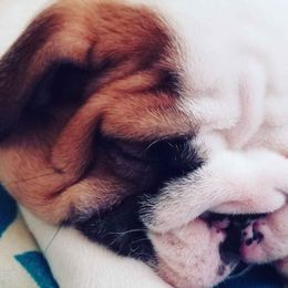 English Bulldog Puppies from JLR Bulldogs