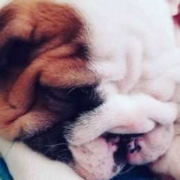 English Bulldog Puppies from JLR Bulldogs