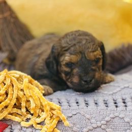 Glock - Sable male Saint Berdoodle puppy in Swartz Creek, Michigan from Whisky Paws Saint Berdoodles and Poodle Pups