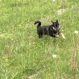 Mercedes - Black and tan female Shiba Inu puppy in Nashua, New Hampshire from Beloved Shiba