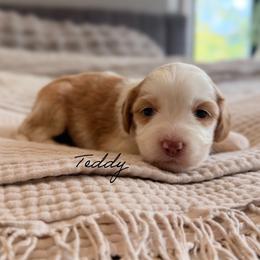 Teddy - Caramel male Australian Labradoodle puppy in Nashville, Tennessee from SF Australian Labradoodles