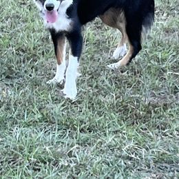 Miniature Australian Shepherds from Sweet N Sassy  Australian Shepherds