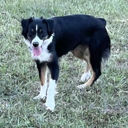 Miniature Australian Shepherds from Sweet N Sassy  Australian Shepherds