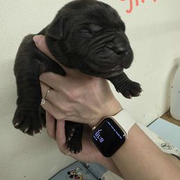 Light pink collar female - Black female Boerboel puppy in Rockford, Illinois from Adoraboerboels