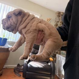 Chinese Shar-Pei Puppies from Morgan's Chinese Shar-Pei