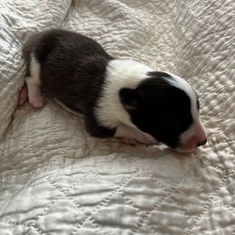Rose - Black white and tan female Old Time Scotch Collie puppy in Alexander, North Carolina from The Fiddlesticks Farm