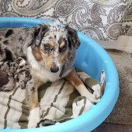 Australian Shepherds from Waterworth Australian Shepherds