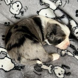 Boy 1 - Blue merle male Miniature Australian Shepherd puppy in Taunton, Massachusetts from Checkered Flag Champions Mini Aussies