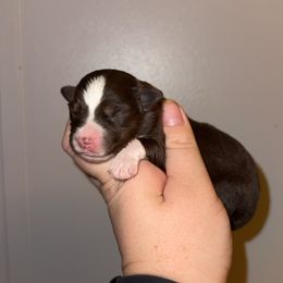 Holly - Red tri female Miniature Australian Shepherd puppy in Liberty, Mississippi from Liberty Oaks Aussies and Dachshunds