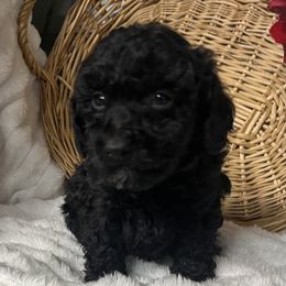 AKC Chester - Black male Poodle puppy in Elgin, South Carolina from Silver Bells Paw Prints