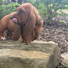 Uno - Mahogany and white male Basset Hound puppy in Springfield, Missouri from Baylee’s Bassets
