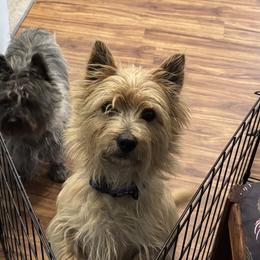 Cairn Terriers from Debra Soutar
