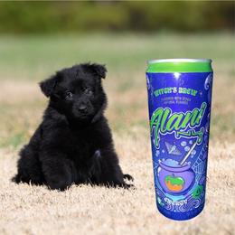 Witches Brew - Black male German Shepherd puppy in Murrayville, Georgia from Vom Clark’s German Shepherds