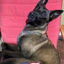 Belgian Malinois from ACE Soldat Hunde, LLC.
