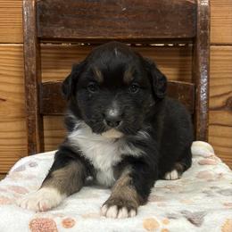 Green Collar Boy - Black tri-color male Australian Shepherd puppy in Van Wert, Ohio from Northwest Ohio Aussies