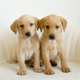 Bolt - Yellow male Labrador Retriever puppy in Allons, Tennessee from UC Labradors LLC