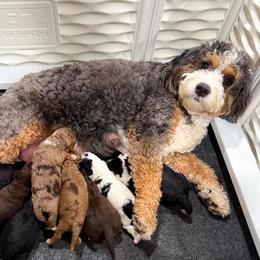 Baby B - Bernedoodle