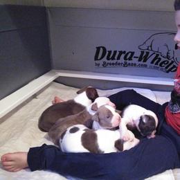 American Bully Puppies from Bolt Action Kennel