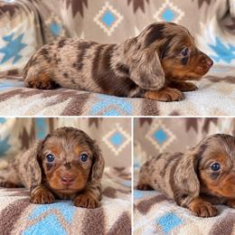 Girl 1 - Dapple female Dachshund puppy in Oklahoma from Red Oak Long Dogs