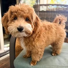Maltipoo Puppies from Wendy's Maltipoos
