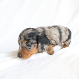 Abby - Dapple female Dachshund puppy in Fredericksburg, Ohio from William's Dachshunds