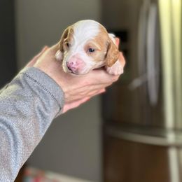 Dachshund Puppies from Rea's Puppies