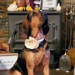 Virginia - Bloodhound